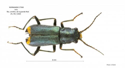 Réf. 268 262 : Clanoptilus elegans
